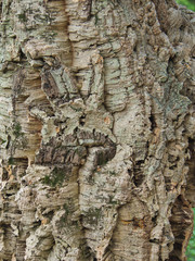 Background with bark balsa wood cork tree texture.