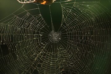 Telaraña