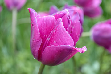 Violet tulip