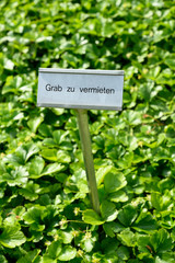 Grabofferte auf dem Friedhof von Zürich-Oerlikon, Schweiz