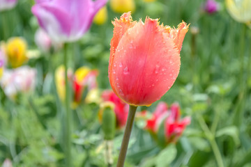 tulips in the garden