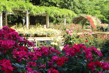 植物園の赤いバラ