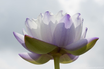 violet lotus on the white background