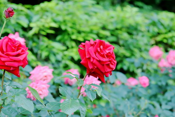 植物園の赤いバラ