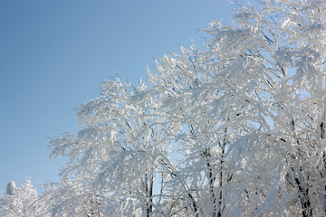 frozen trees in winter