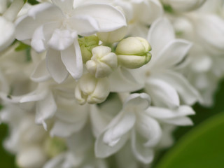 white tender background from closeup flowers of lilac, macro