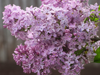 Sweet violet Lilac flowers on the green background. Sweet Lilac. Lilac flowers. Green branch with spring lilac flowers