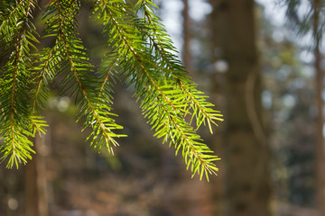 branch of a pine tree