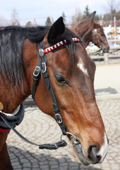 Fototapeta premium portrait of a horse