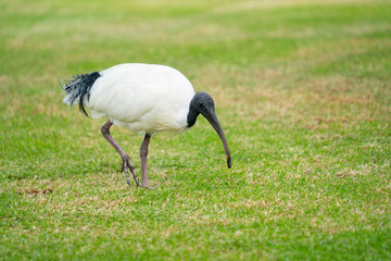 Australian white ibis