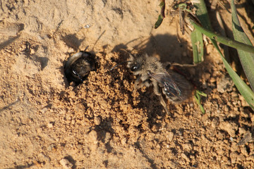 Andrena vaga or Grey-backed mining bee. April, Belarus