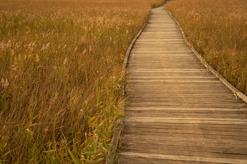 wooden boardwalk passing through  grass