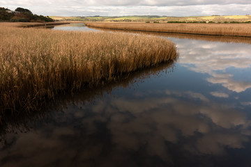 river with golden color grass at princetown wetland
