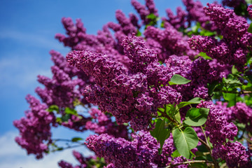 blooming lilac against the blue sky