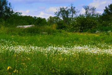 field of daisies blooming in the summer