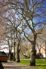 London, Big Trees in Pimlico Gardens in spring