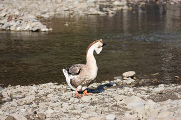 goose on water