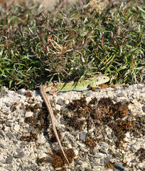 Sand Lizard (Lacerta agilis)