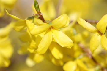 Obraz premium Jasmine yellow flowers