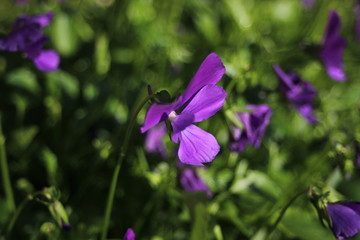a purple flower