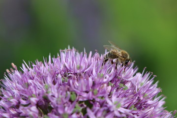 Honigbiene auf Zierlauch, Nahaufnahme