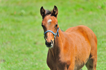 サラブレッド　子馬