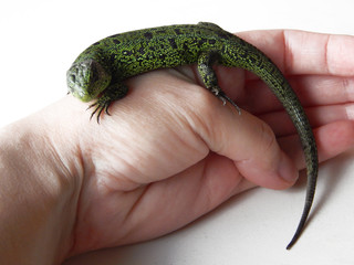Green lizard on hand isolated on white background.