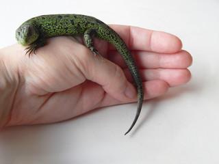 Green lizard on hand isolated on white background.