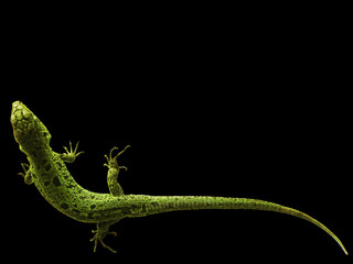 Green lizards isolated on black background.