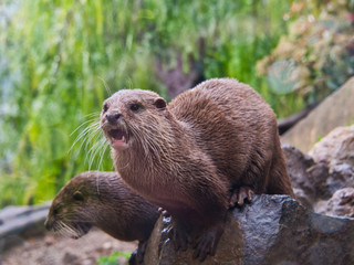 Otter