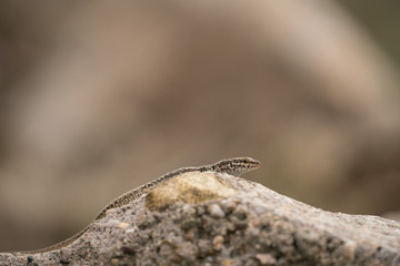 Erhards wall lizard, podarcis erhardii riveti,