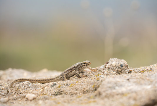 Erhards wall lizard, podarcis erhardii riveti,