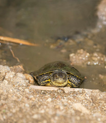Balkan pond terrapin, Mauremys rivulata