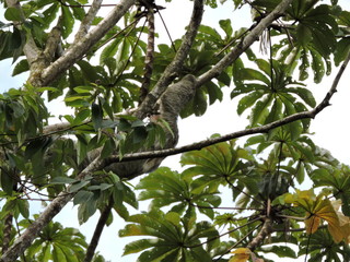 Faultier im Baum in Costa Rica