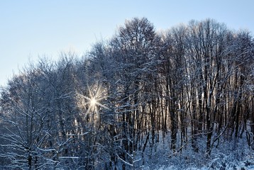 sunlight through the trees in winter forest