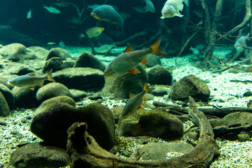 Fish swim near rocks