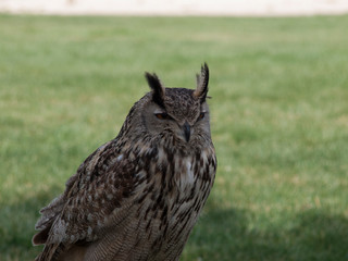 buho 3