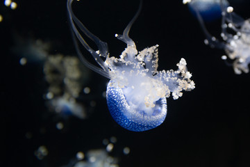 Blue jellyfish on a black background.