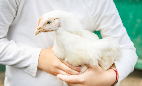 Bio chickens on a home farm a children.