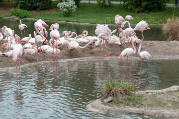 Naklejka premium flock of flamingos on the lake