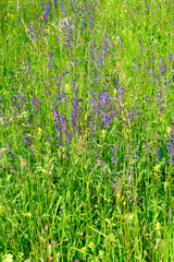 Frühlingswiese, Schweiz