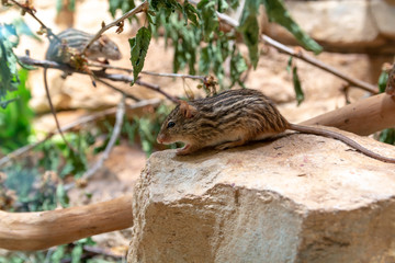 African striped mouse on the stone under the branch