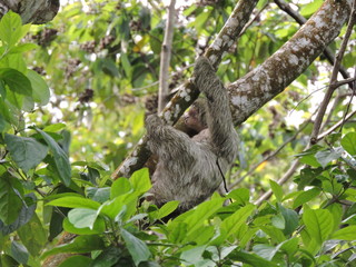 Faultier im Baum in Costa Rica