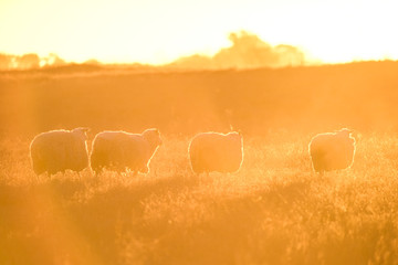 Landscape with sheep at sunset in the field