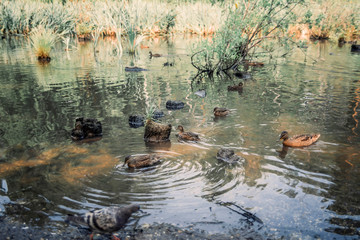 ducks in the pond