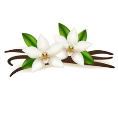 Vanilla sticks and flower, isolated on white background.