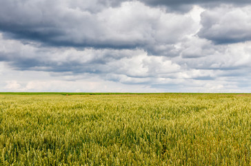 Wheat field. full of ripe grains, golden ears of wheat or rye on a overcast  sky background.