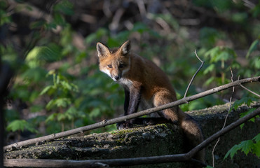 Red fox kit Vulpes vulpes sitting on a rocky ledge in the forest in early spring in Canada