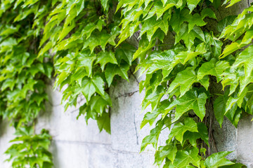 Wild grapes on the wall. Climbing plant on a stone wall