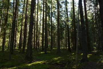 Fototapeta na wymiar Spruce forest moss cover dug wild boars in the shadows and the light of the morning sun